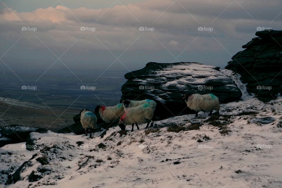 Sheep in the snow