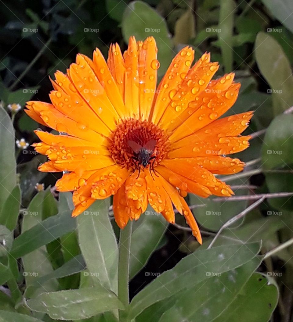 orange calendula flower with raindrops
