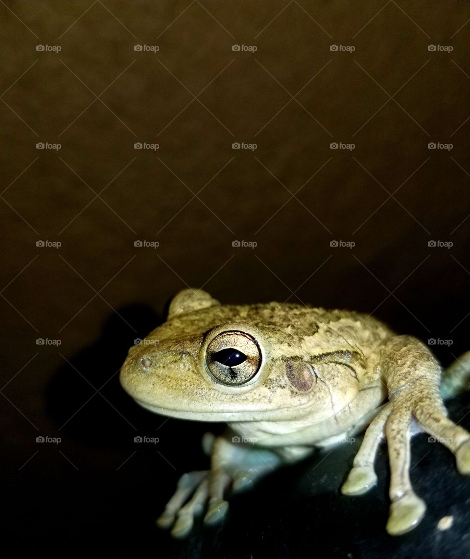 Tree Frog
