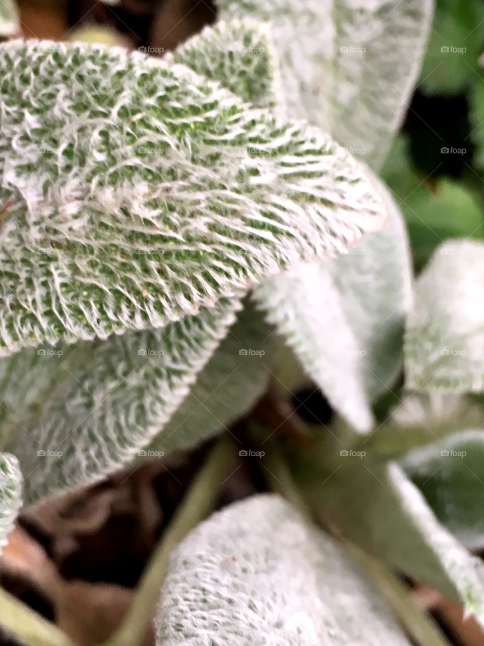 The fascinating lamb's ear plant