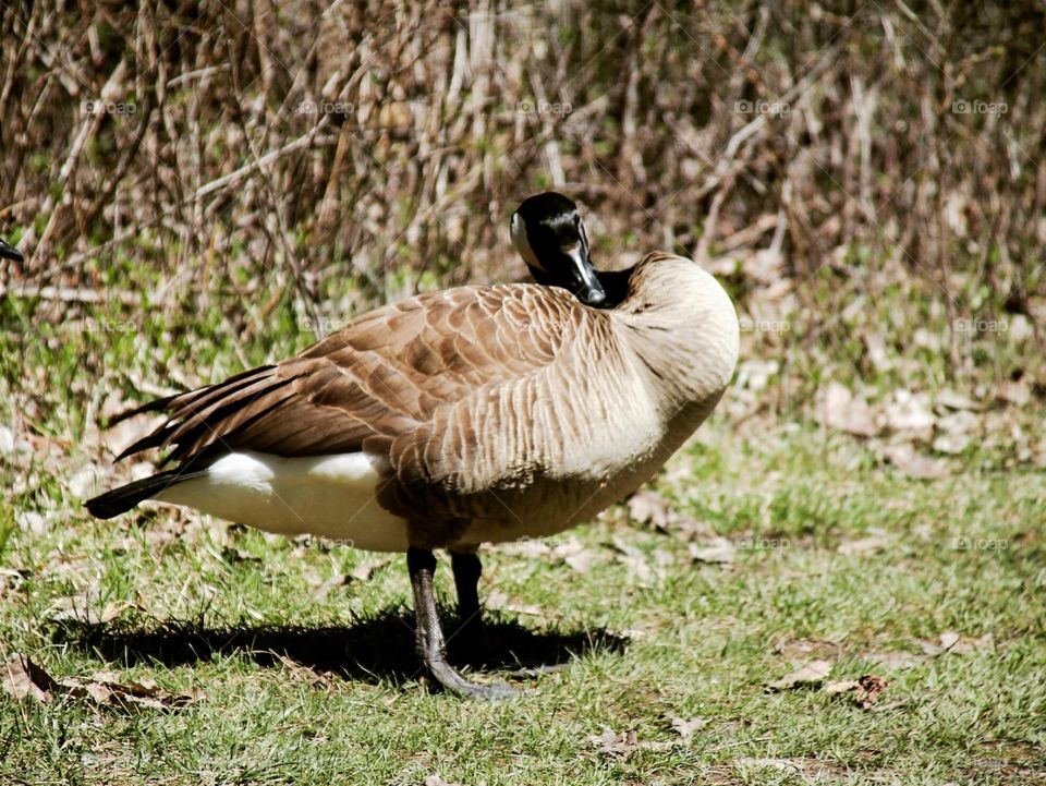 Canadian goose 