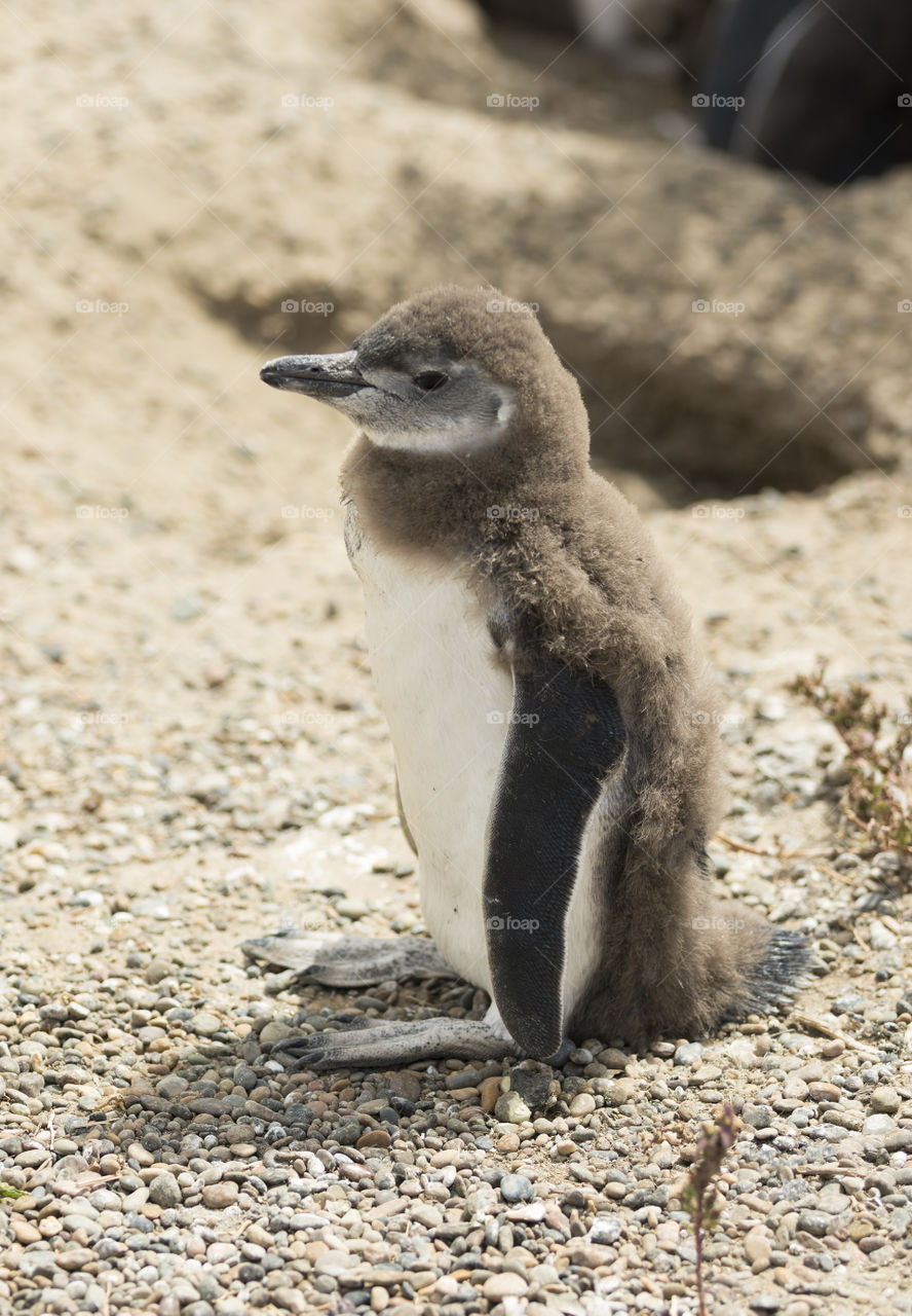 Baby Penguin