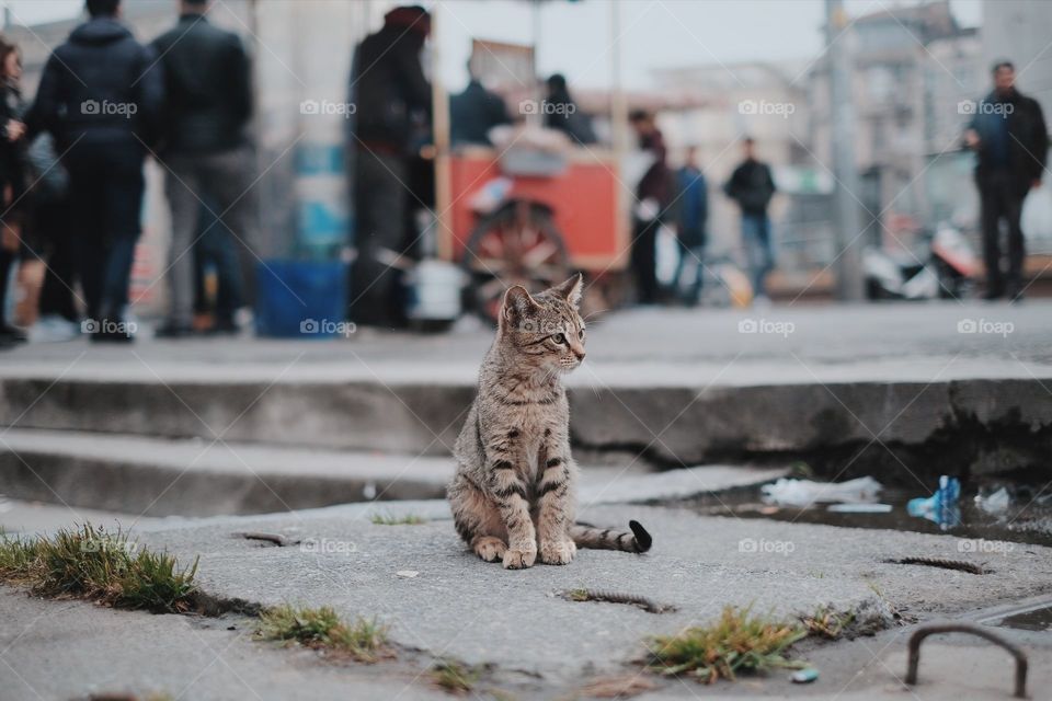 cute cat in street