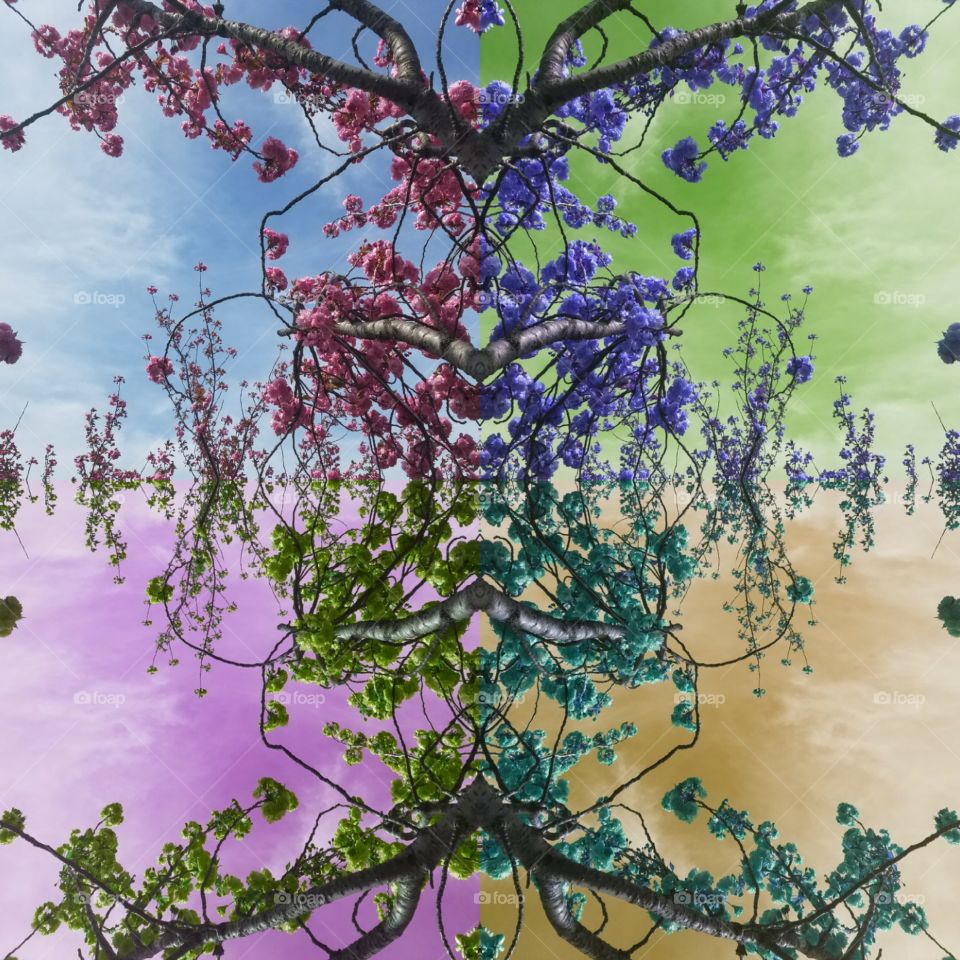 Tree, Flora, Flower, Nature, Desktop