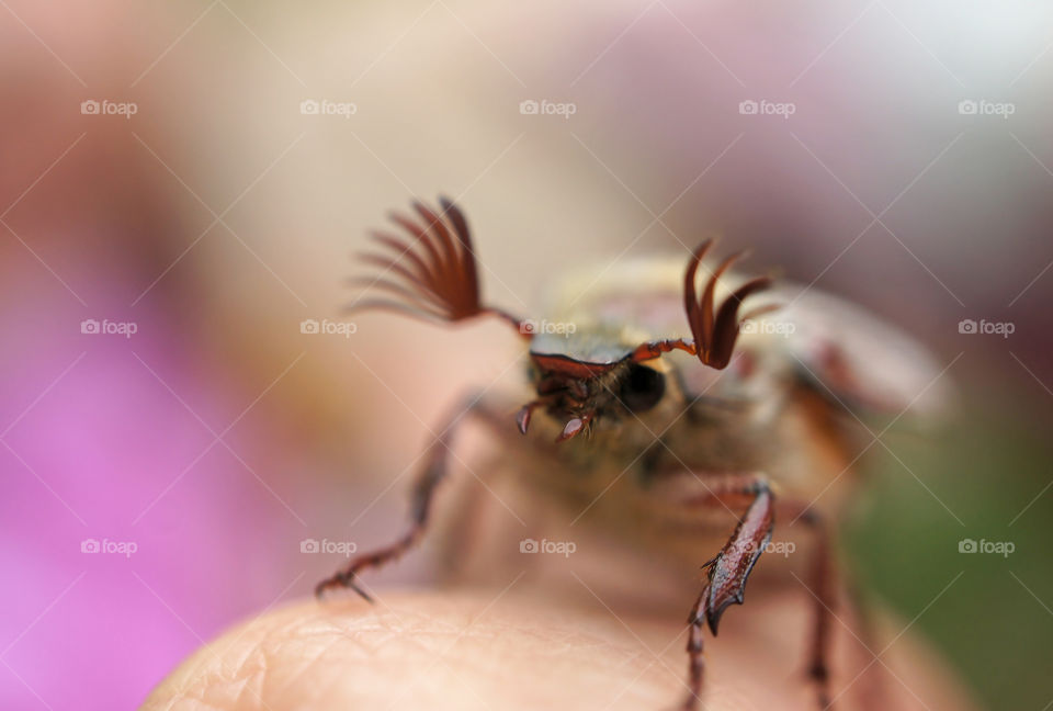 Poirot would have envied the magnificent full moustache of a may-bug