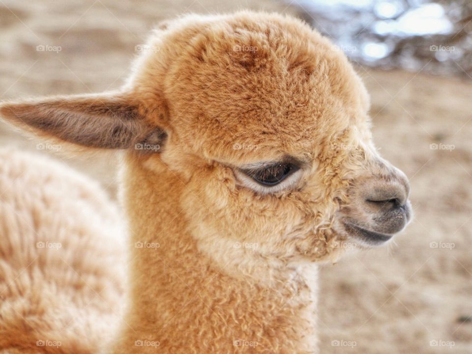 Close-up of alpaca