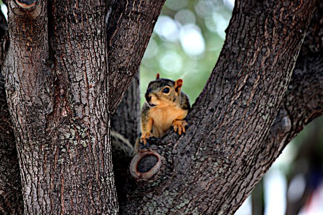 Squirrel up a Tree