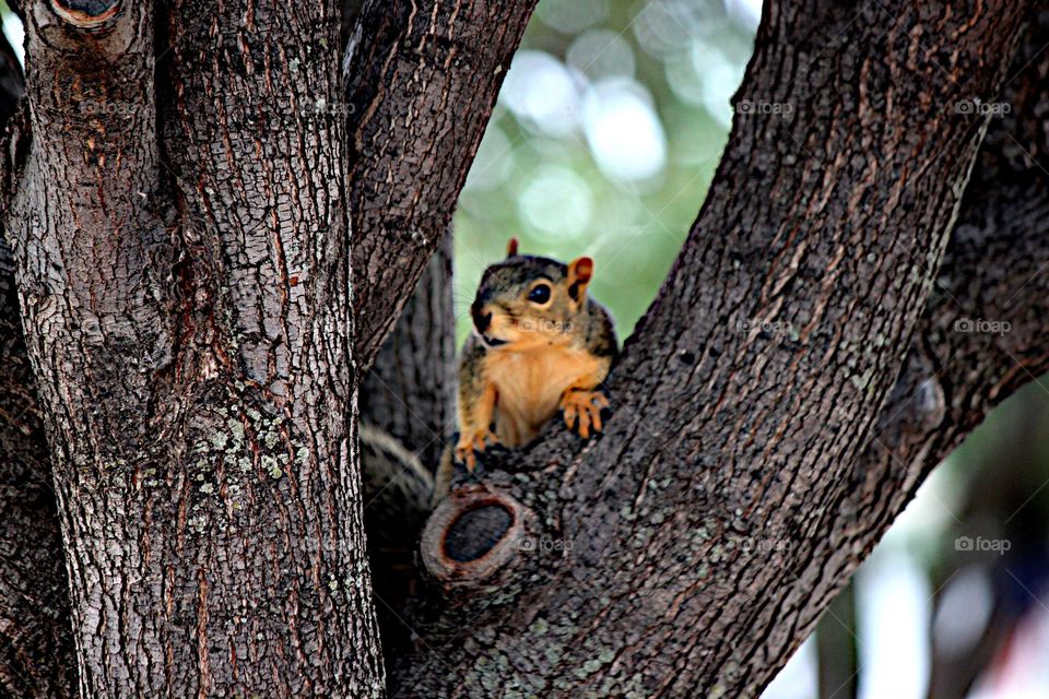 Squirrel up a Tree