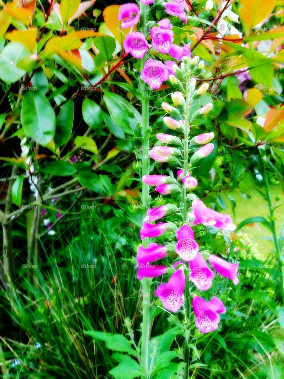 Purple foxgloves in summer