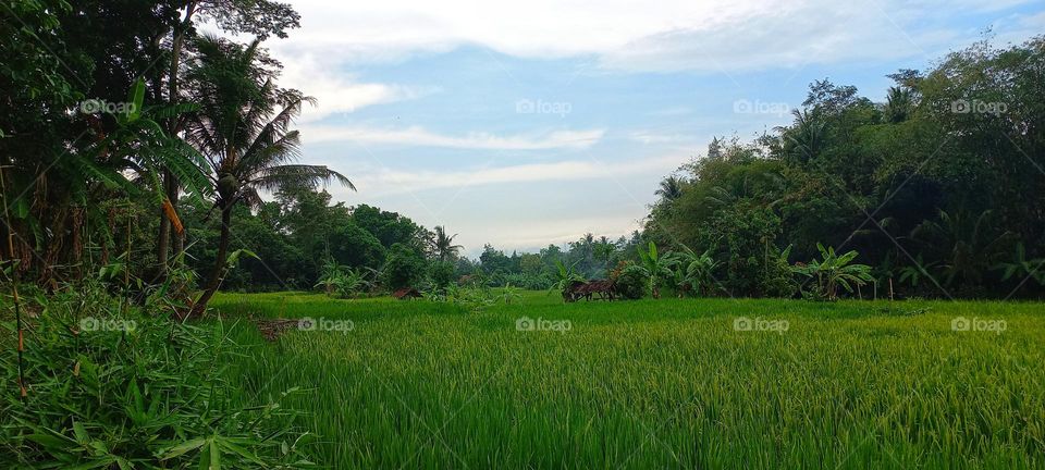 View of rice fields in the morning with cool air