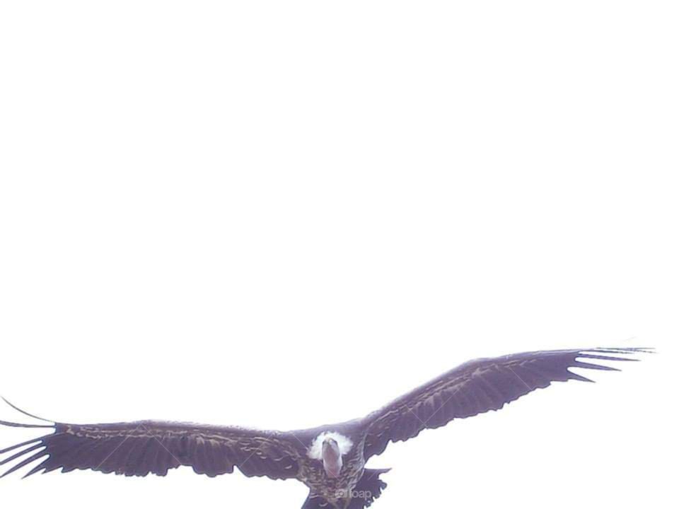 Vulture flight open wings