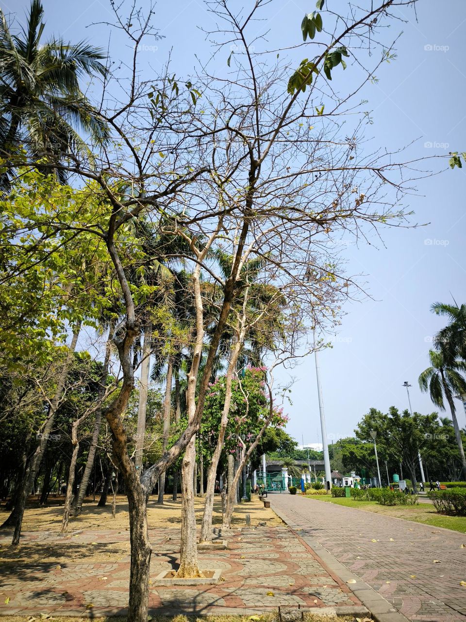 trees whose leaves are falling