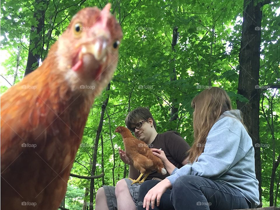 Chicken photo bomb.