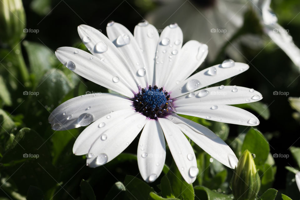 Beautiful white flower with raindrops 