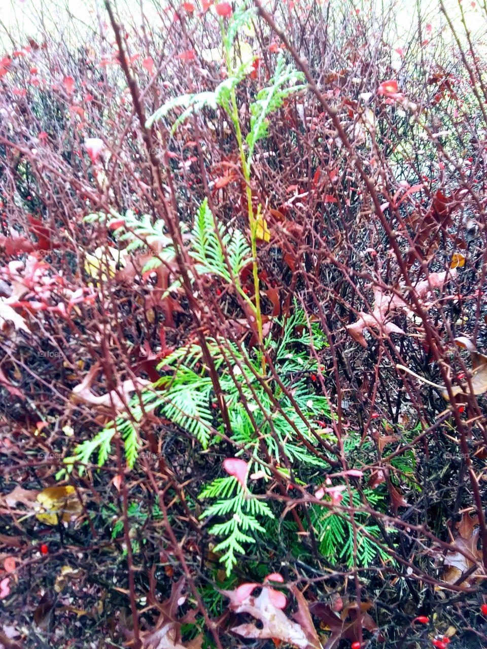 cedar sapling