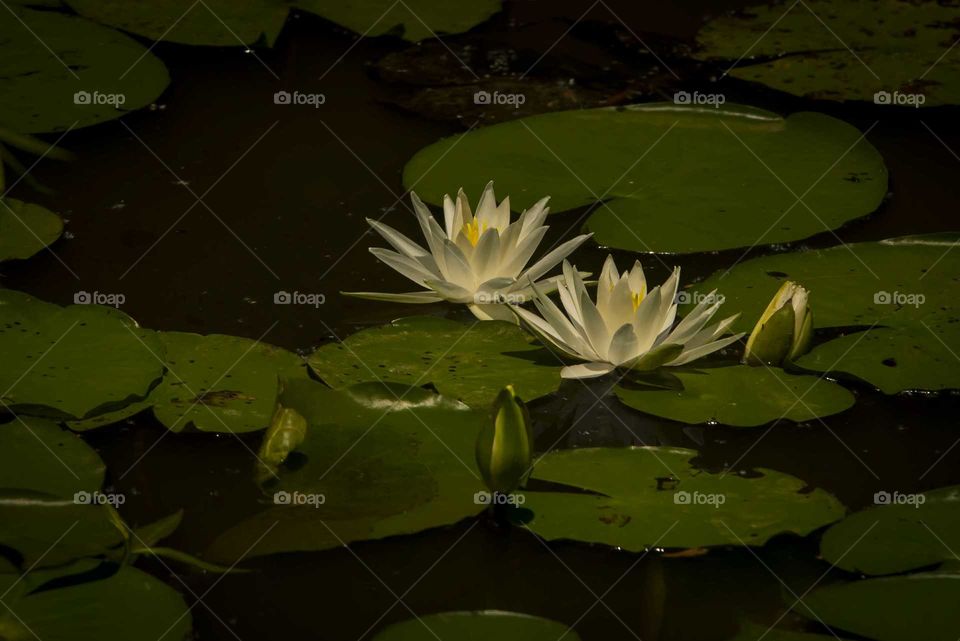 White lotus floating in the water