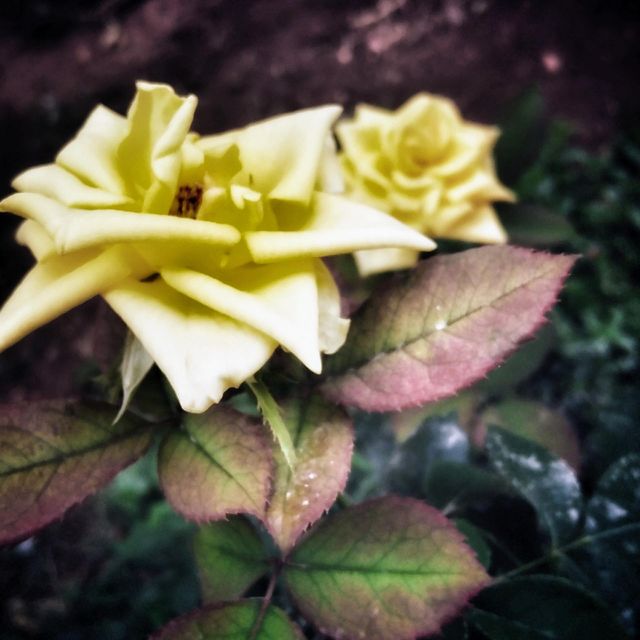 Yellow flowers
