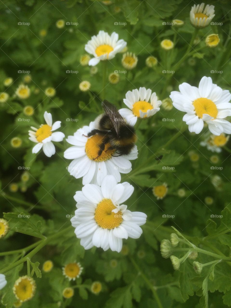 Bee enjoying the bright white and yellow feverfew blooming in this summer garden. 