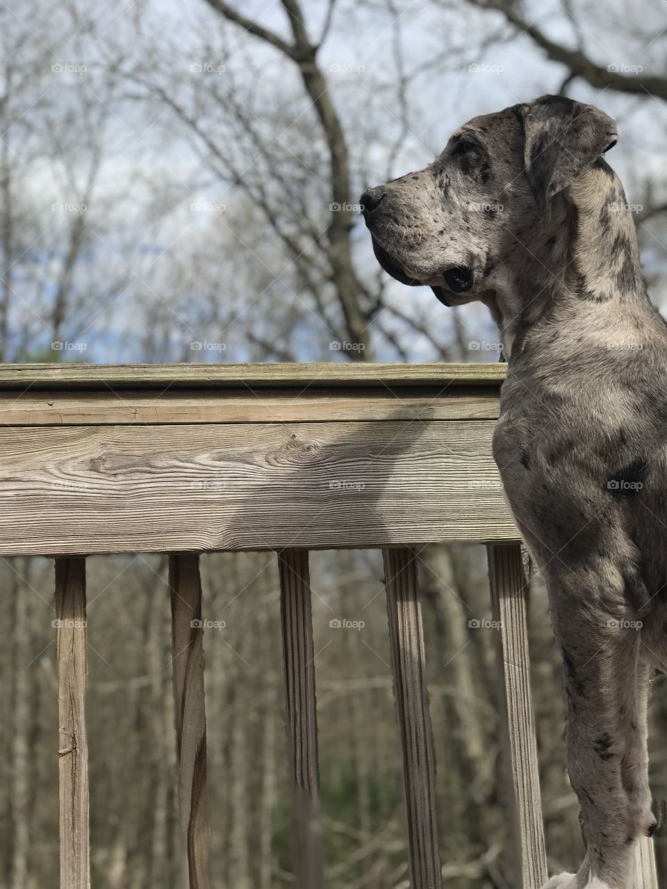 6 month old Daniff(Great Dane/English Mastiff Mix) puppy standing guard on porch