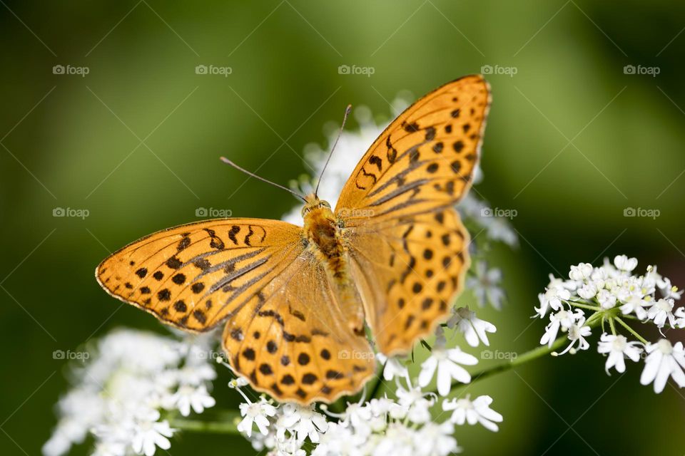 Amazing orange butterfly sitting on a wonderful flower blossoming close up background nature therapy summer feeling