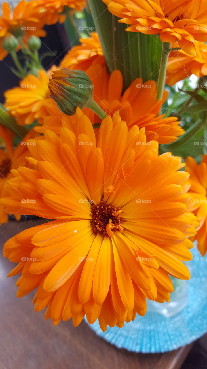 gold or orange  flower