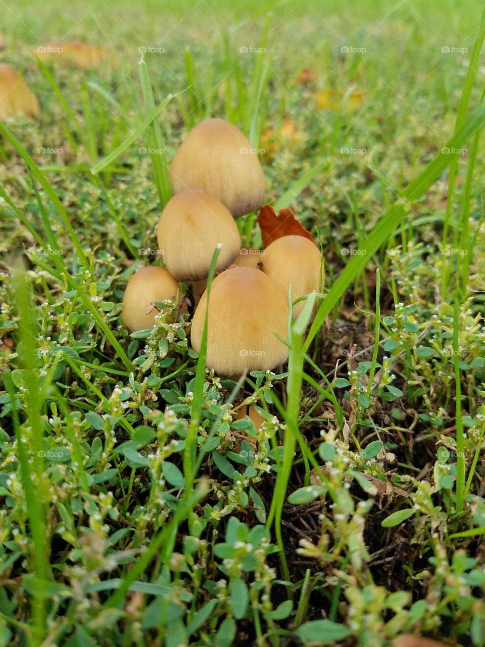 mushrooms