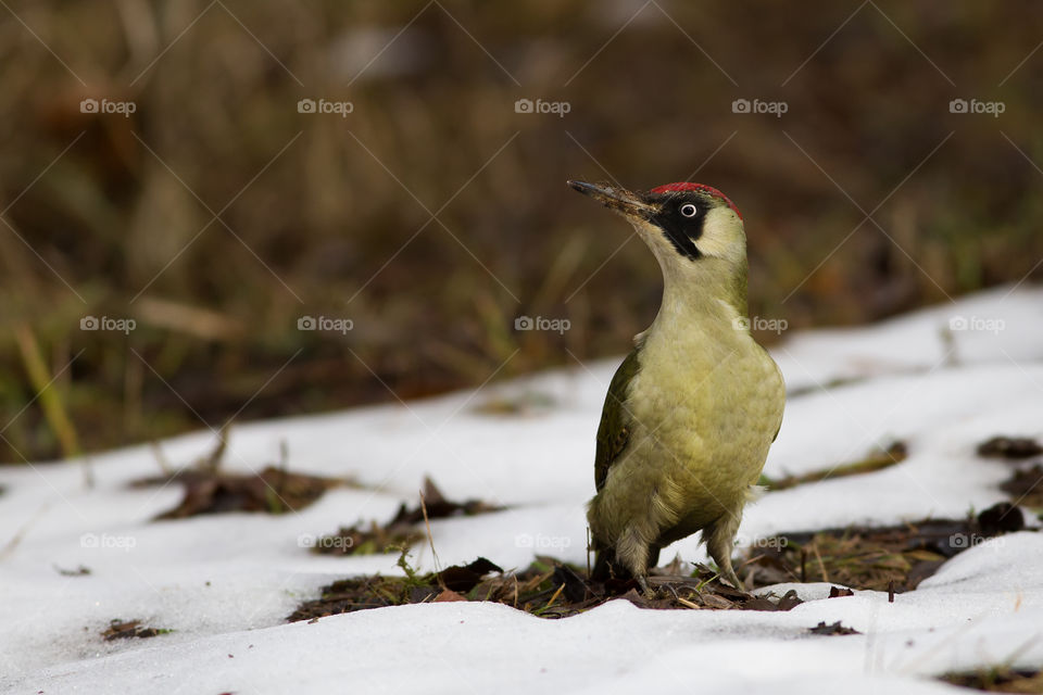 Green woodpecker