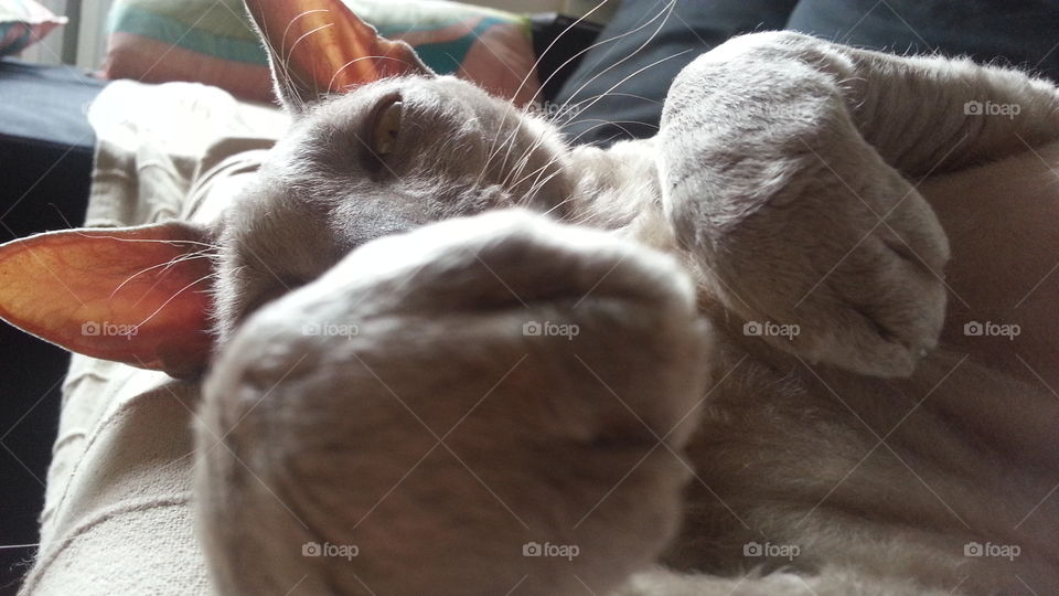 cat cornish rex sleeping
