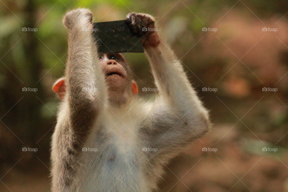 its selfie time #crazy #funny #monkey animals