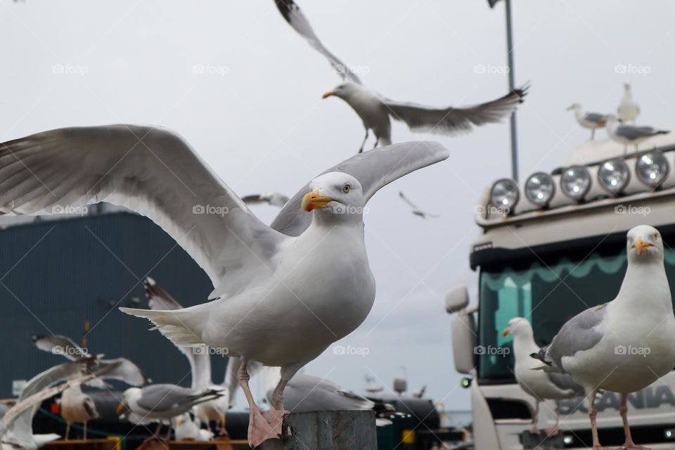 Bird watching at Howth 