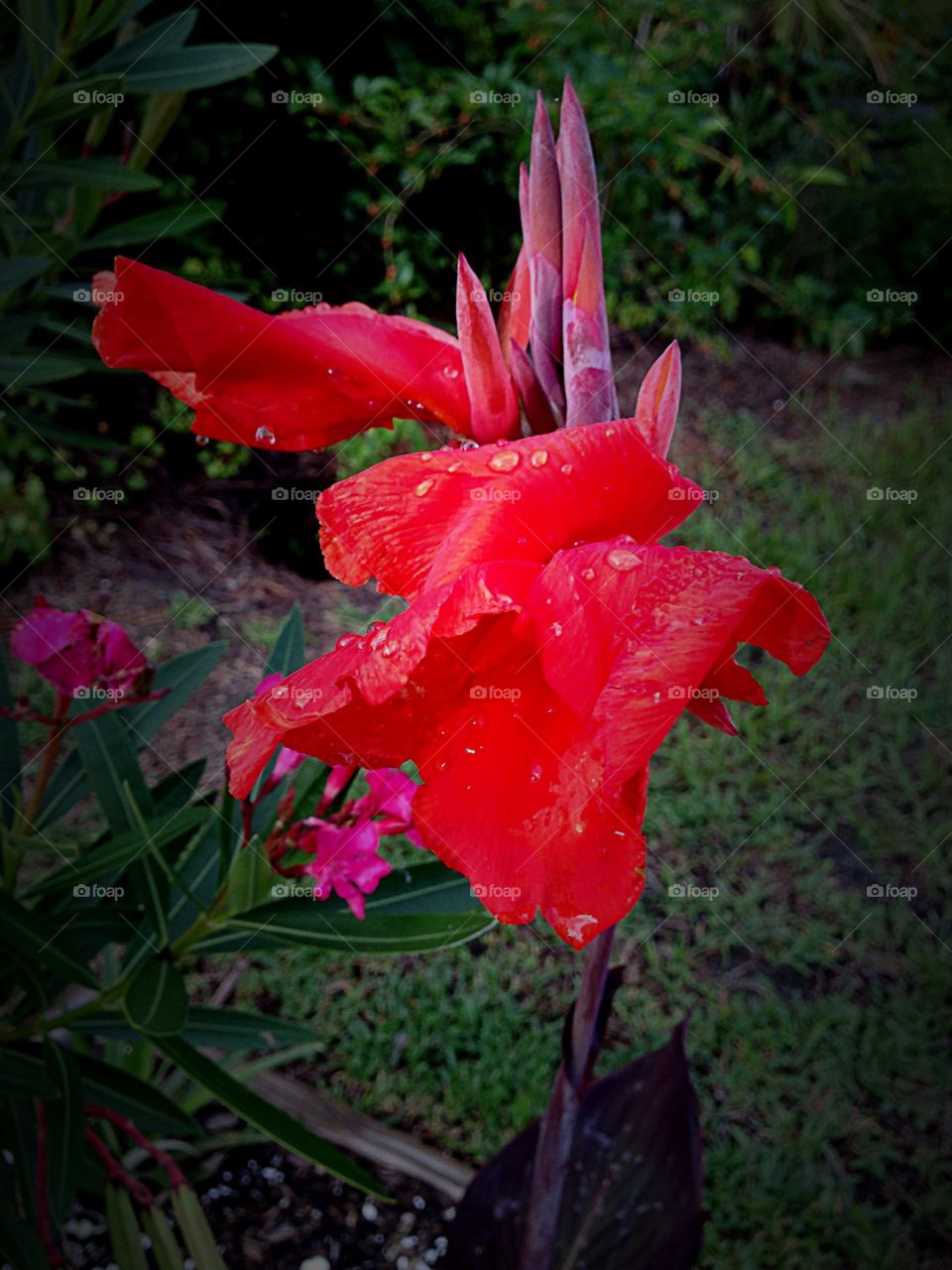 Canna lily