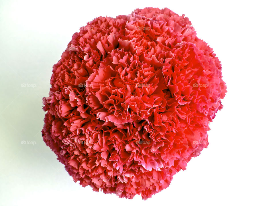 Overhead of pink carnations 