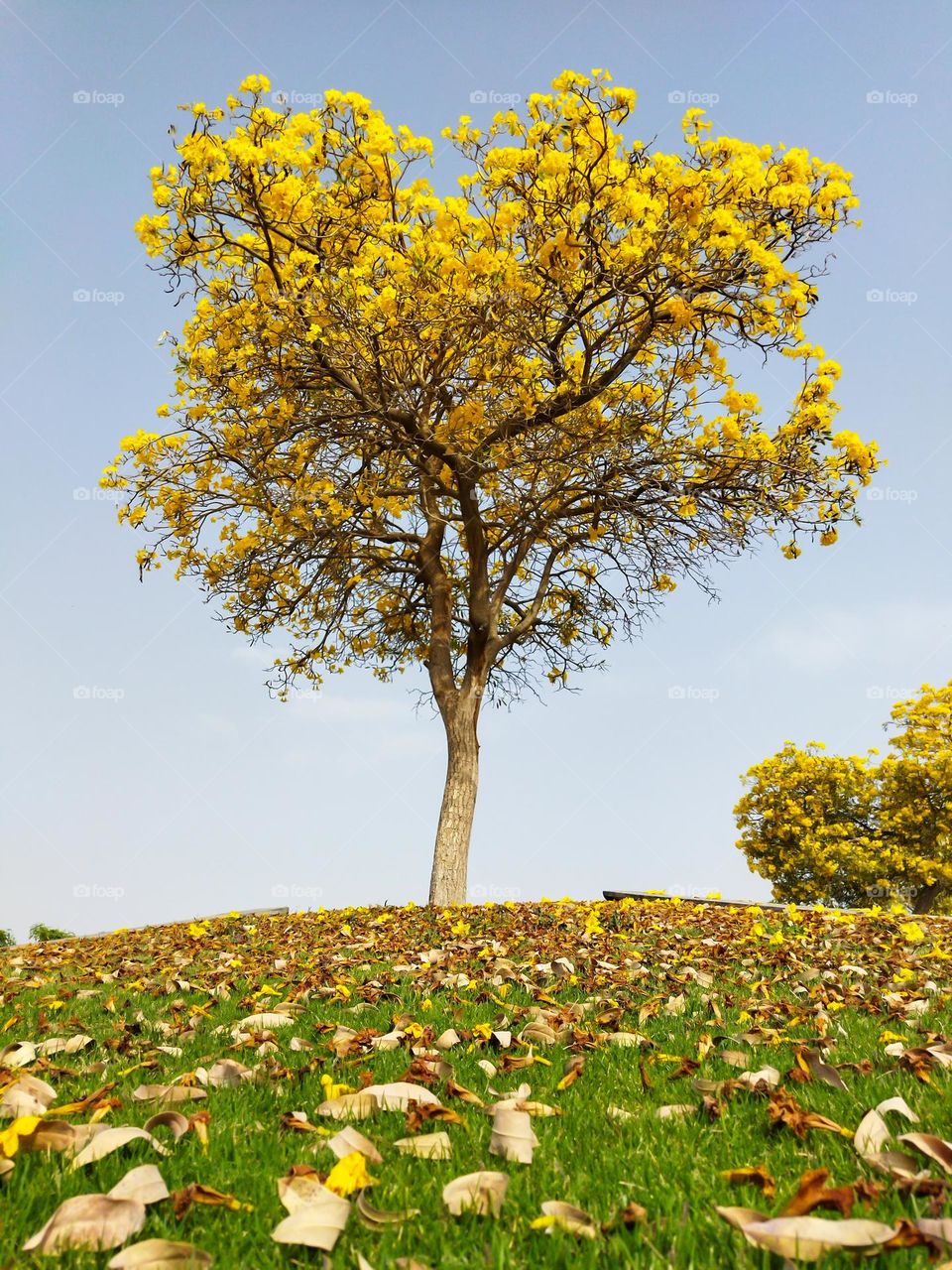 bright yellow tree and leaves falling under the tree, minimal concept , natural background