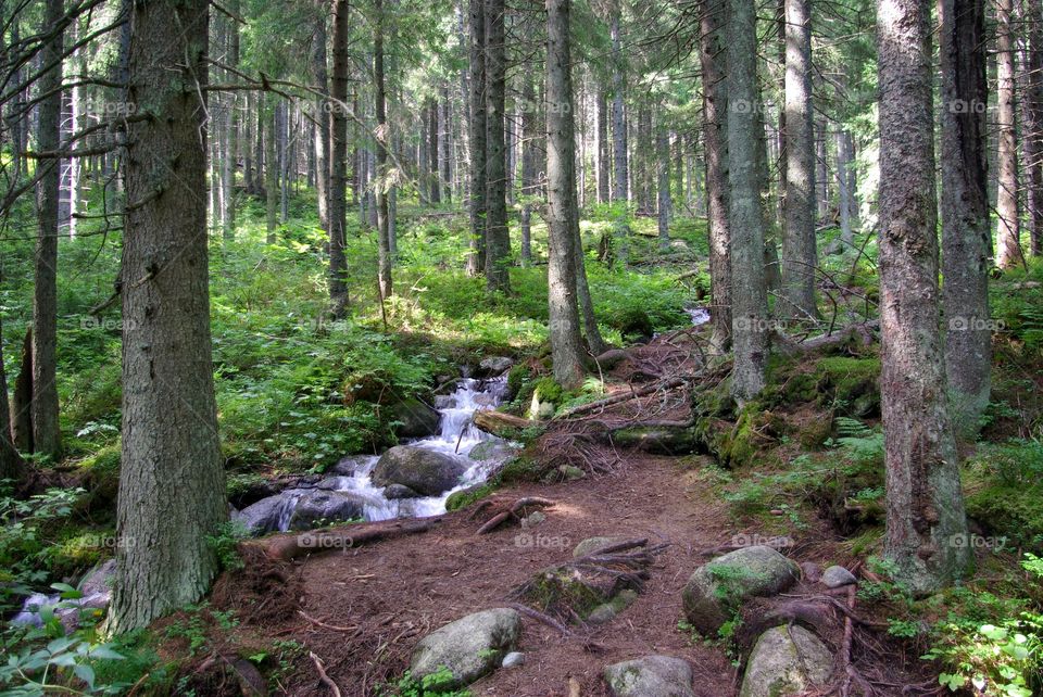 Little river in the forest