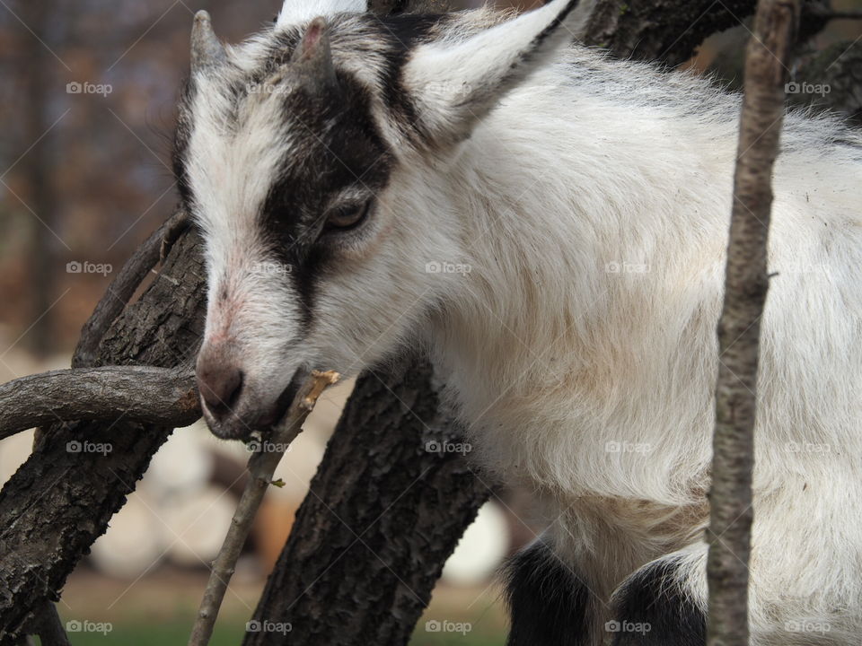 Mammal, Animal, Portrait, Nature, Goat