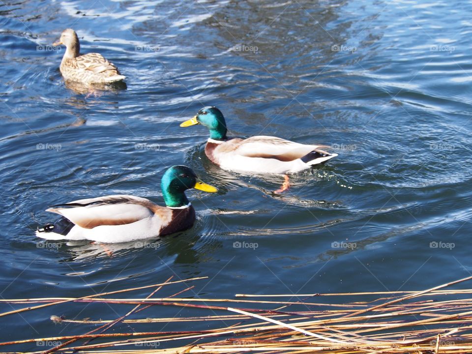 Ducks