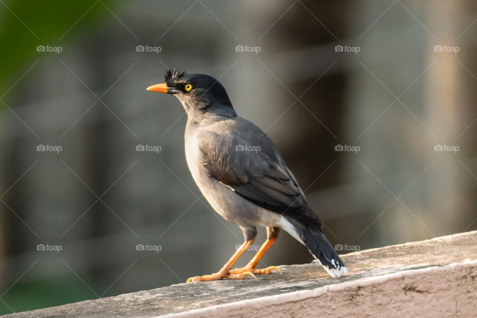 Jungle Myna