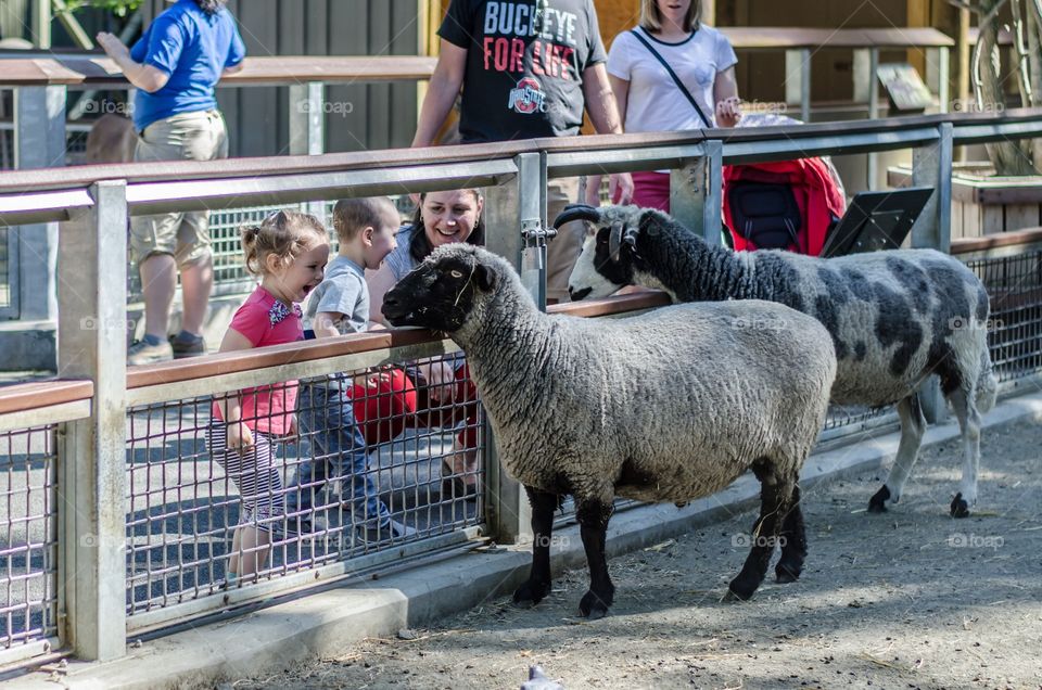 Happy children standing in front of sheep