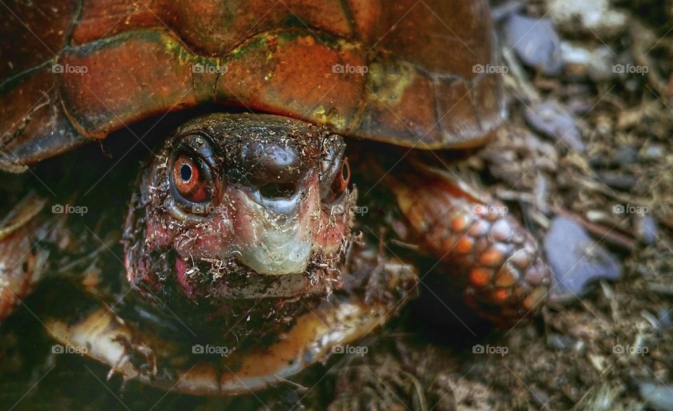 Box turtle