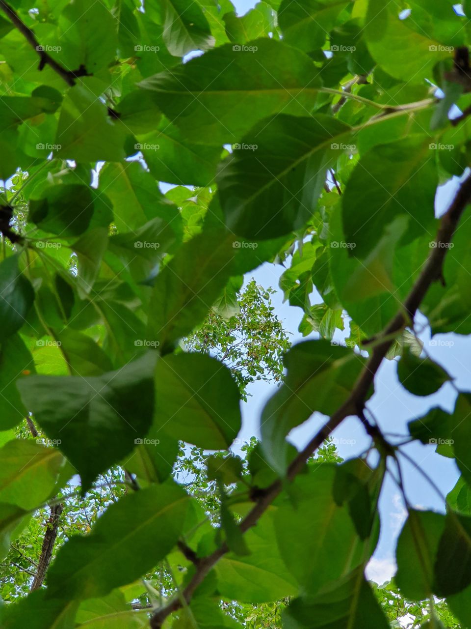 tree branches and sky