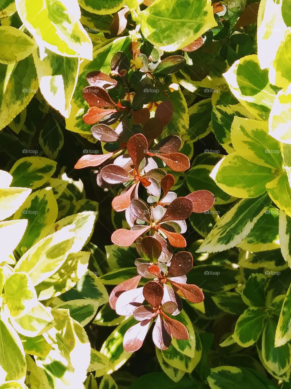 red leaves and green leaves