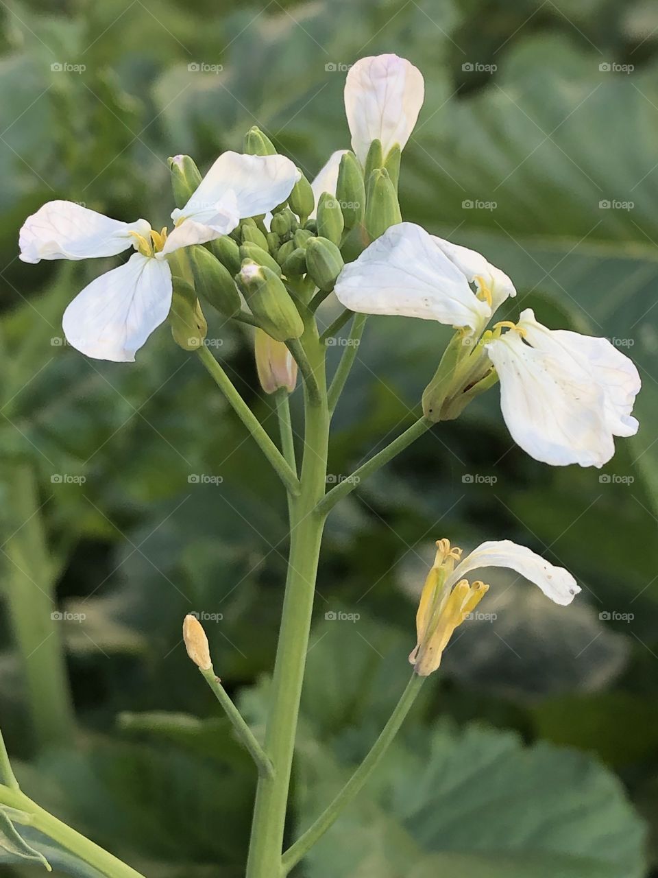 Mustard plant with white flower closeup 