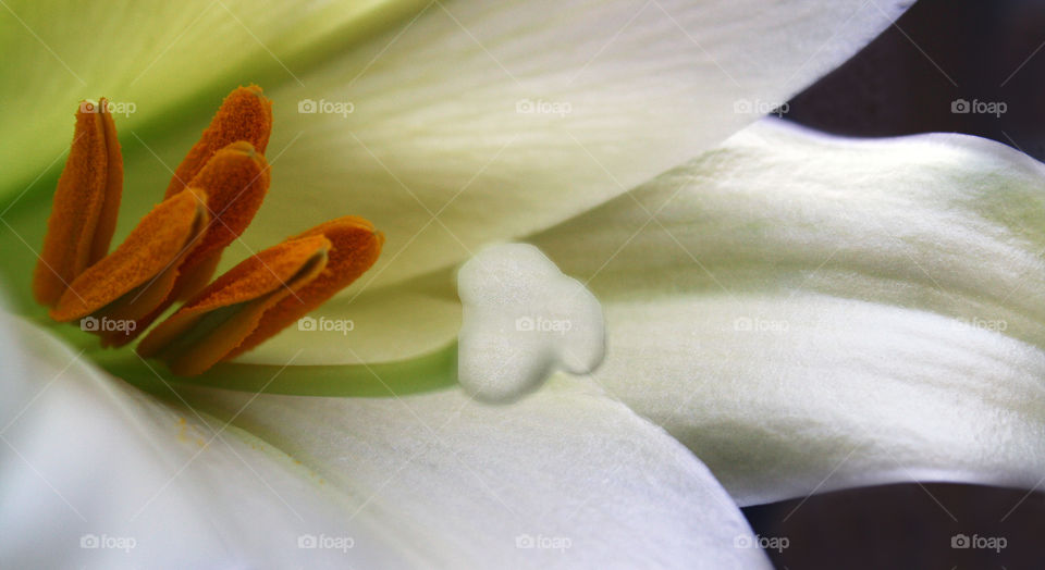 Easter Lily