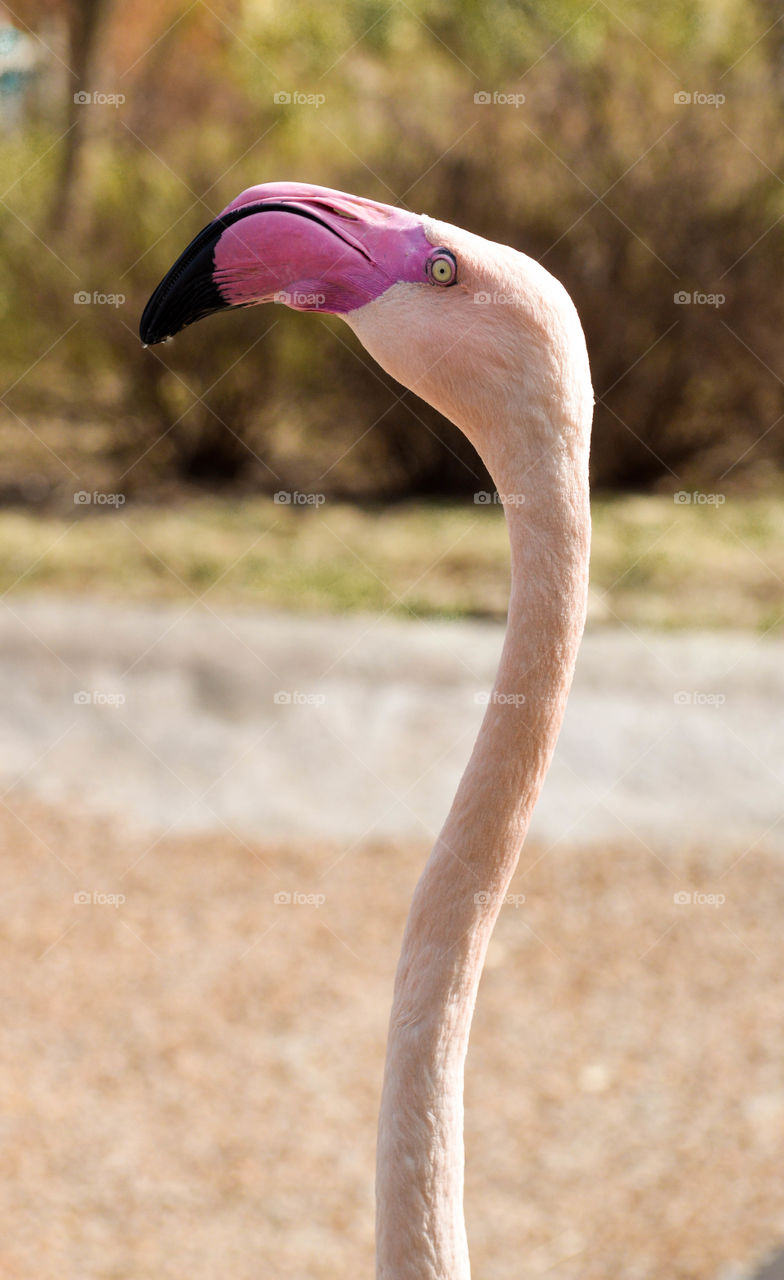 Flamingo neck and head