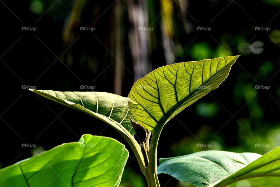 Save Green, it will save you.