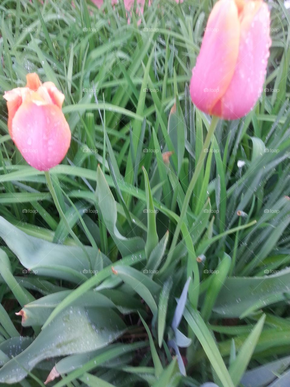 Pink tulip flowers and green leaves in the garden.