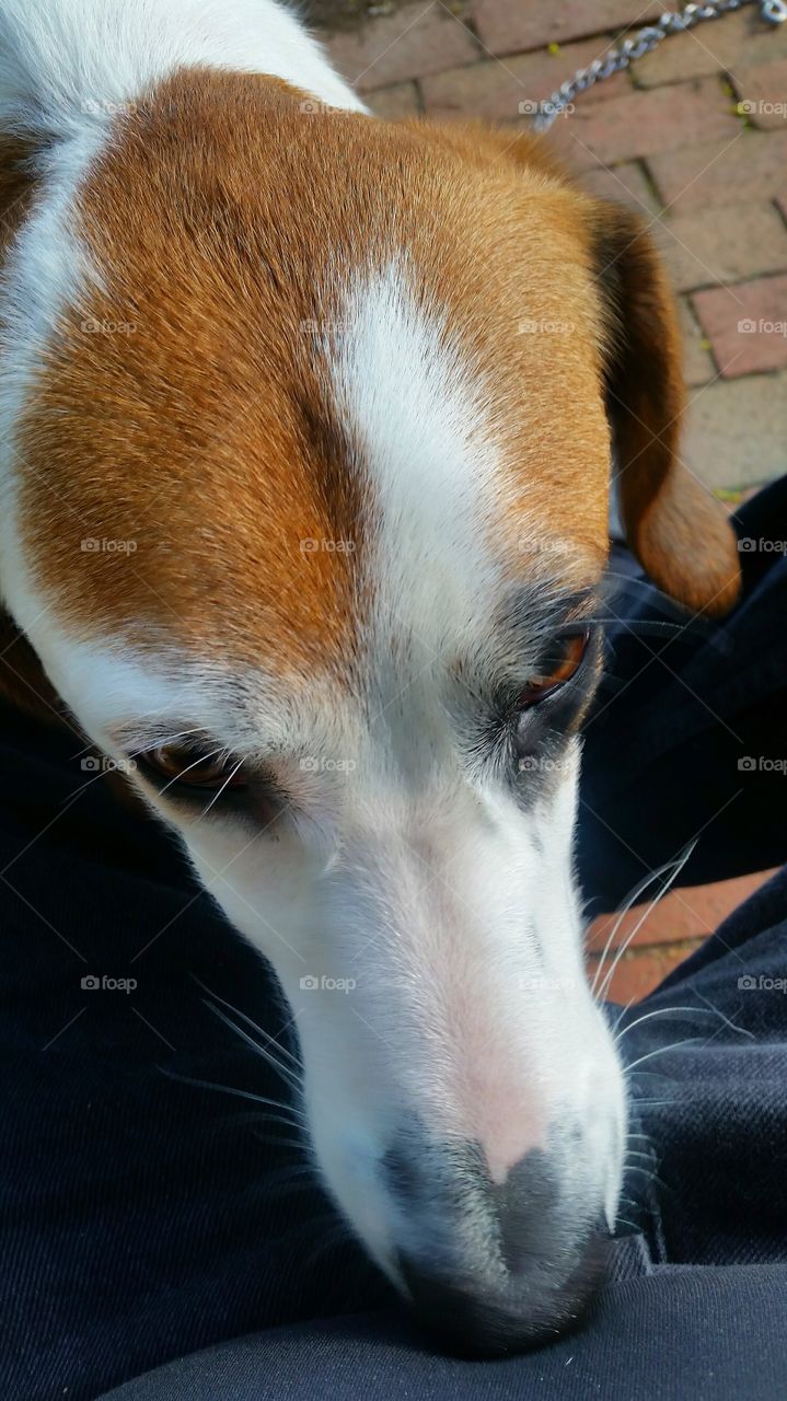 You ain't nothin but a hound dog