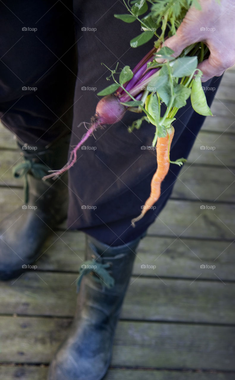 Harvest home grown vegetable fr.o.m. the garden