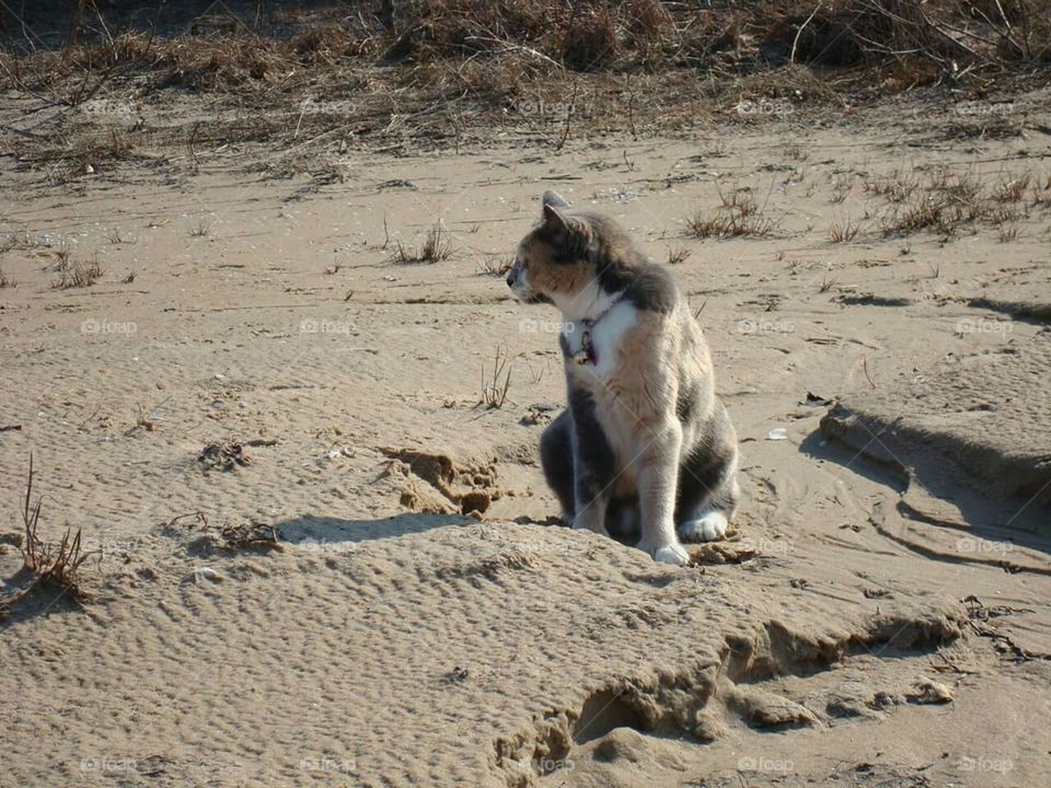 Cat aka Dog liked to walk the beach with me