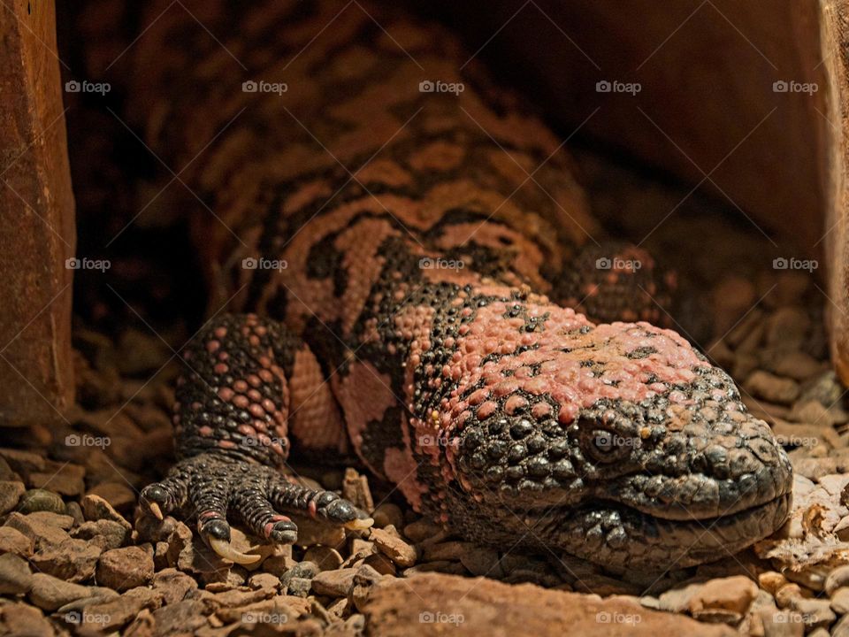 The Gila Monster is an extremely dangerous lizard with a venomous bite native to Arizona and Northern Mexico in the Sonoran desert